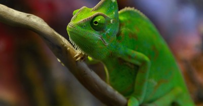 Meccha Chameleon Surpasses 7 Million Sales as Players Recreate Mona Lisa In-Game