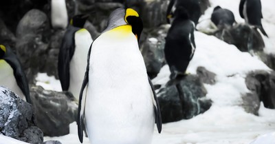 Penguin Colony: A Lonely, Scary, Awkward, and Cosmically Intriguing Penguin Life Simulator